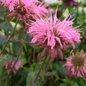 Monarda 'Croftway Pink' ---